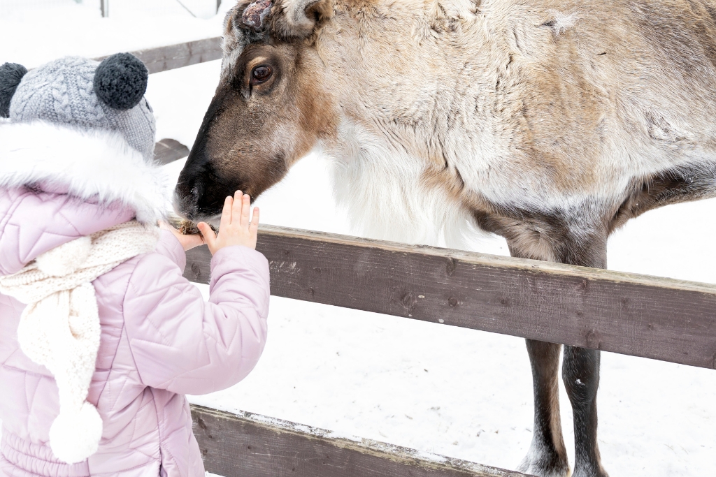 Besuch der Rentierfarm Löber